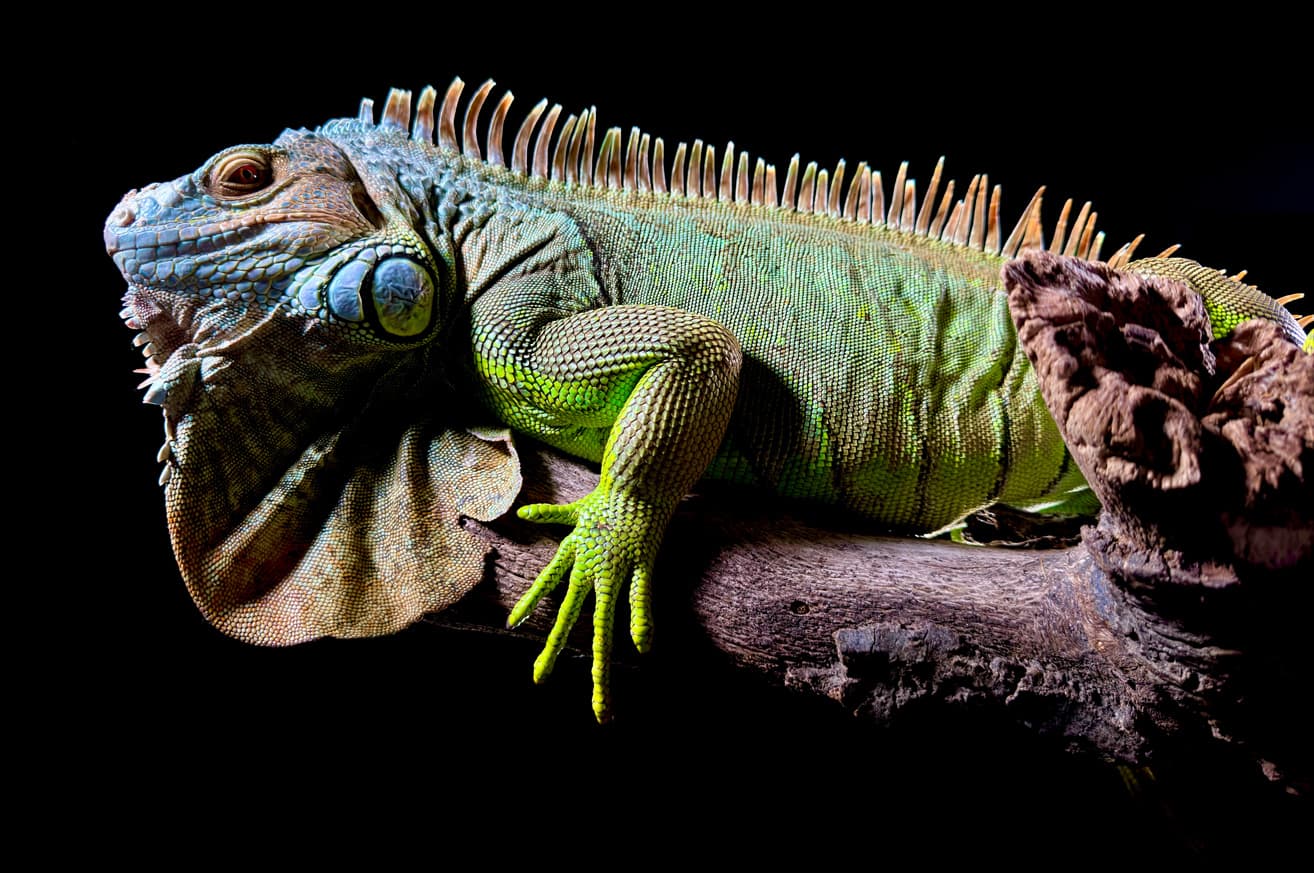 Iguana